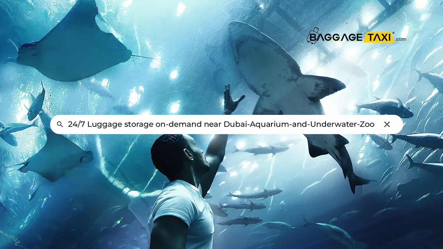 dubai-aquarium-and-underwater-zoo blog Cover