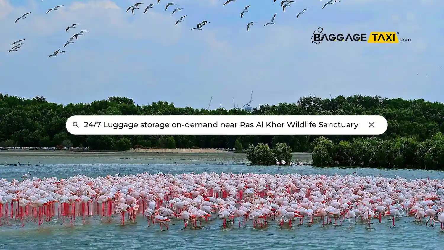 ras-al-khor-wildlife-sanctuary blog Cover